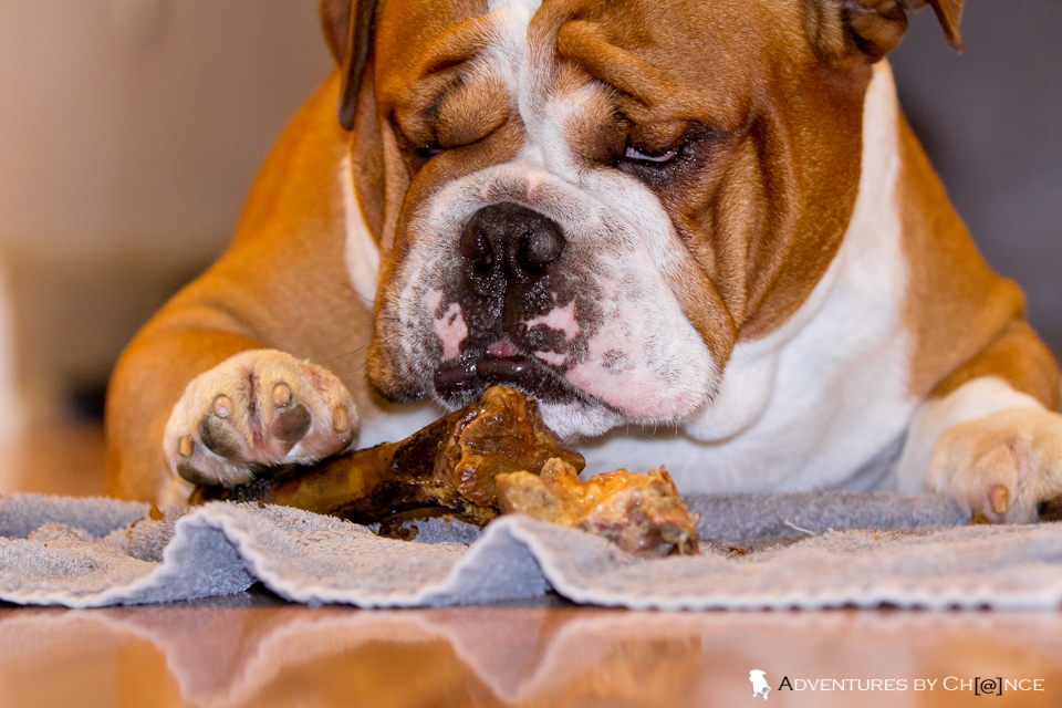 Chance with Barkworthies bone