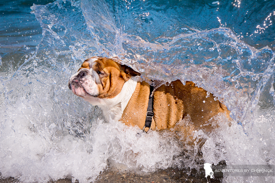 Chance gets knocked over by a wave!