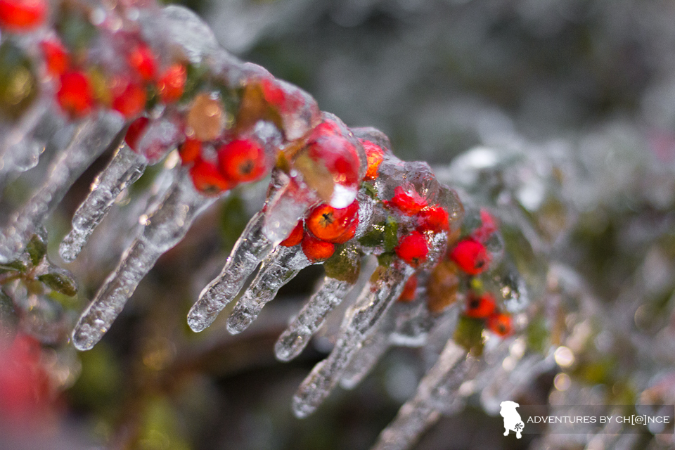 ice storm, Toronto